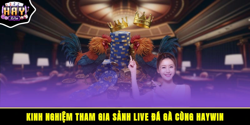Kinh nghiệm tham gia Sảnh Live đá gà cùng HAYWIN
